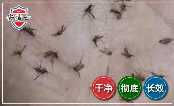 澄迈蚊子防治-灭蚊