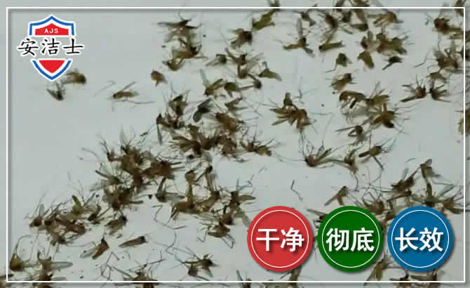 澄迈苍蝇防治-灭蝇