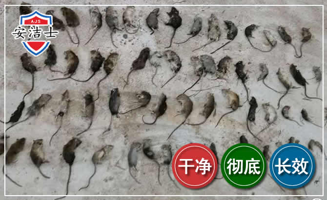澄迈鼠害防治-灭鼠