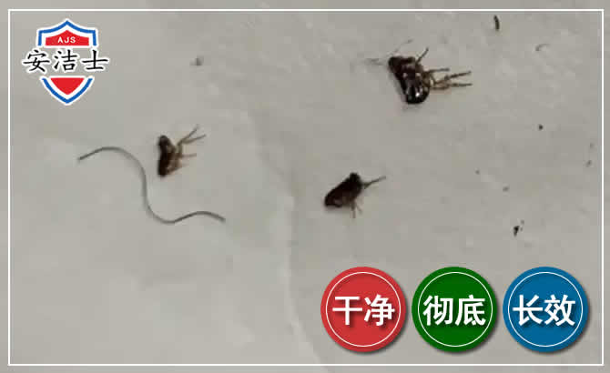 澄迈跳蚤防治-灭跳蚤
