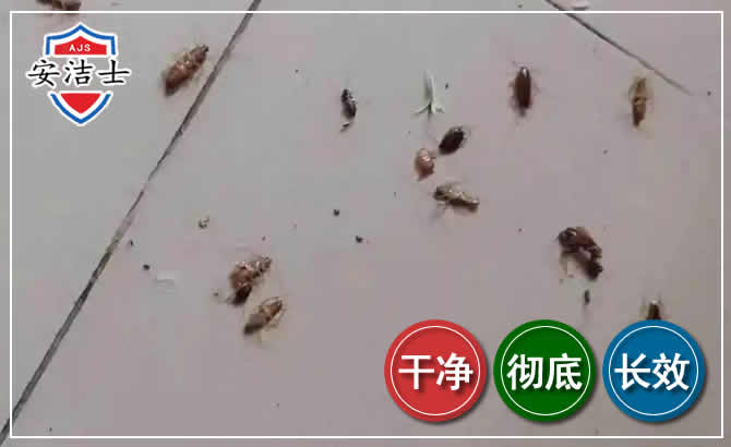 澄迈蟑螂防治-灭蟑螂