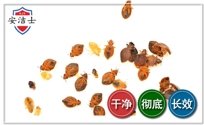 澄迈臭虫防治-消灭臭虫